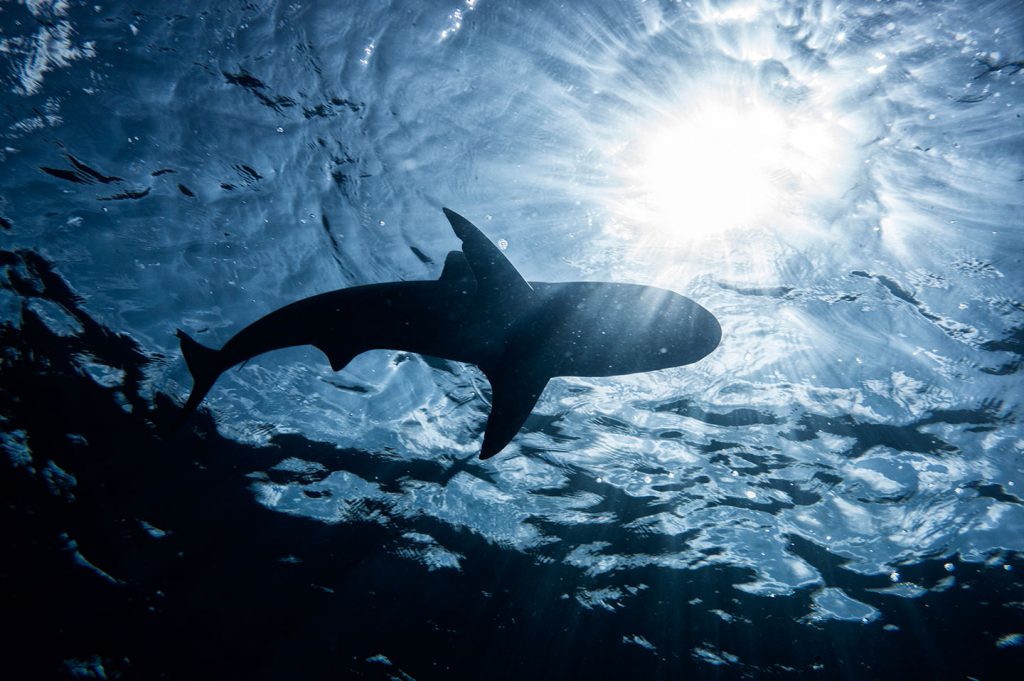 Ocean's Beast - Kevin Dodge Photography