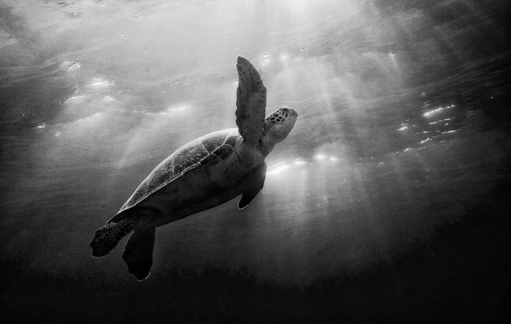 Turtle Sky - Kevin Dodge Photography
